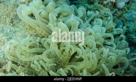 Rotes Meer, Ägypten. 26.. Juni 2022. Kleine transparente Garnelen sitzen auf einer Anemone. Rotes Meer, Ägypten (Kreditbild: © Andrey Nekrasov/ZUMA Press Wire) Stockfoto