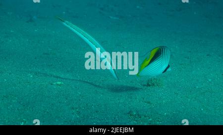 Rotes Meer, Ägypten. 26.. Juni 2022. Schmetterlingsfische mit Wrasse-Fischen ernähren sich auf dem sandigen Boden. Kreuzstreifen-Schmetterling (Chaetodon auriga) und Cigar Wrasse (Cheilio inermis), Rotes Meer, Ägypten (Bildquelle: © Andrey Nekrasov/ZUMA Press Wire) Stockfoto