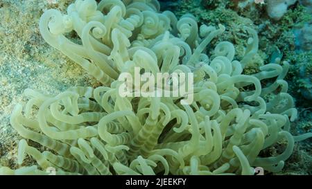 Rotes Meer, Ägypten. 26.. Juni 2022. Kleine transparente Garnelen sitzen auf einer Anemone. Rotes Meer, Ägypten (Kreditbild: © Andrey Nekrasov/ZUMA Press Wire) Stockfoto