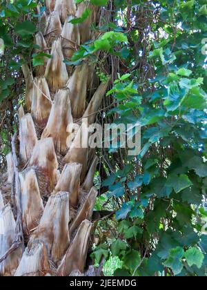 Nahaufnahme - Stamm der Dattelpalme Stockfoto