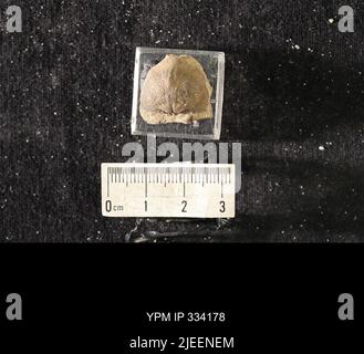 Rafinesquina deltoidea (Conrad, 1839). Stockfoto