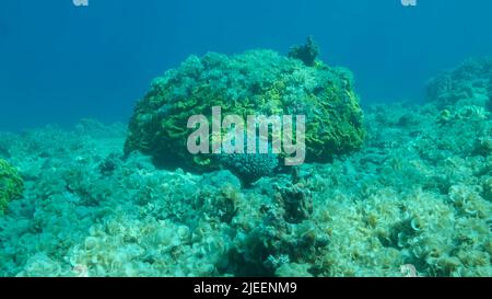 Rotes Meer, Ägypten. 26.. Juni 2022. Einst ist das wunderschöne Korallenriff durch Eutrophierung mit Algen überwuchert (Zunahme der organischen Substanz im Meerwasser), die Braune Alge Peacock's Tail (Padina pavonica) bedeckte Boden und Korallen. Rotes Meer, Ägypten (Bild: © Andrey Nekrasov/ZUMA Press Wire) Stockfoto