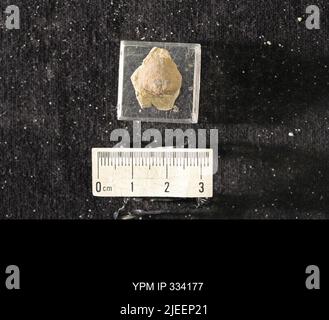 Rafinesquina deltoidea (Conrad, 1839). Stockfoto