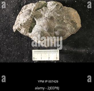 Rafinesquina deltoidea (Conrad, 1839). Stockfoto