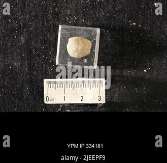 Rafinesquina deltoidea (Conrad, 1839). Stockfoto