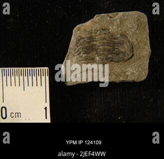 Phacops rana (Grün) Stockfoto