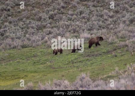 Die erwachsenen Weibchen Grizzly Bear und Jungtiere, Ursus horribilis, verlassen eine Wiese im Lamar Valley im Yellowstone NP, WY, USA. Stockfoto