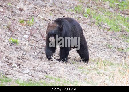 Reifes Wildschwein des Schwarzen Bären, Ursus americanus, Wandern entlang des Pfades in der Nähe der Tower Falls im Yellowstone NP, WY, USA. Stockfoto
