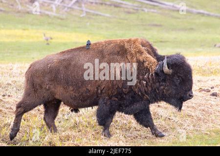 Ein reifer Bison-Bulle, Bison Bison, vergießen Wintermantel auf der Wiese im Yellowstone NP, WY, USA, vor Schließung 5/22 Stockfoto