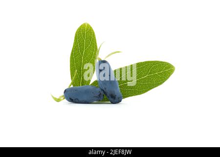 Honigbeere (Lonicera caerulea) mit frischen grünen Blättern gebräuchliche Namen blaues Geißblatt, Süßbeerhonig, Fliege Geißblatt, blaues Geißblatt Stockfoto