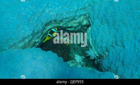 Rotes Meer, Ägypten. 26.. Juni 2022. Clownfische schwimmen auf Anemone im Riss einer harten Koralle (Porites lutea). Anemonefisch im Roten Meer oder Dreibänderanemonefisch (Amphiprion bicinctus). RSD Sea, Ägypten (Bild: © Andrey Nekrasov/ZUMA Press Wire) Stockfoto