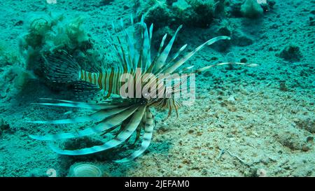 Rotes Meer, Ägypten. 26.. Juni 2022. In der Nähe des Korallenriffs schwimmen gemeine Lionfische oder Red LionfishÂ (Pterois volitans). Rotes Meer, Ägypten (Bild: © Andrey Nekrasov/ZUMA Press Wire) Stockfoto