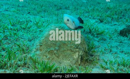 Rotes Meer, Ägypten. 26.. Juni 2022. Damsel Damsel bewacht die Eier auf dem Stein. Brutzeit. Domino Damsel (Dascyllus trimaculatus). Paarungszeit der Damselfische. Rotes Meer, Ägypten (Bild: © Andrey Nekrasov/ZUMA Press Wire) Stockfoto