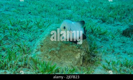 Rotes Meer, Ägypten. 26.. Juni 2022. Damsel Damsel bewacht die Eier auf dem Stein. Brutzeit. Domino Damsel (Dascyllus trimaculatus). Paarungszeit der Damselfische. Rotes Meer, Ägypten (Bild: © Andrey Nekrasov/ZUMA Press Wire) Stockfoto