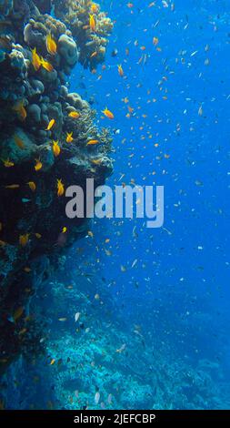 Rotes Meer, Ägypten. 25.. Juni 2022. Farbenfrohe tropische Fische schwimmen auf dem Korallenriff auf blauem Wasserhintergrund. Unterwasserleben im Meer. Arabian Chromis (Chromis flavaxilla) und LyRetail Anthias (Pseudanthias squamipinnis). Rotes Meer, Ägypten (Bild: © Andrey Nekrasov/ZUMA Press Wire) Stockfoto