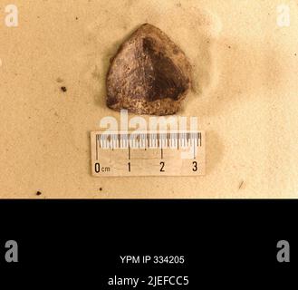 Rafinesquina deltoidea (Conrad, 1839). Stockfoto