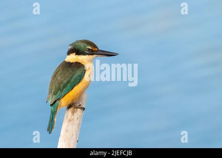 Schönes Neuseeland- oder heiliges Eisvögel-Porträt Stockfoto