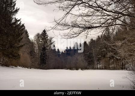 Verschneite Wiese mit Wald 1 Stockfoto