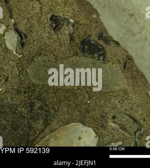 Lithische Klast. Stockfoto