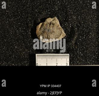 Dinorthis sp. (Winchell). Stockfoto