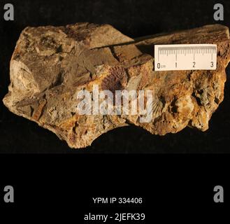 Dinorthis sp. (Winchell). Stockfoto