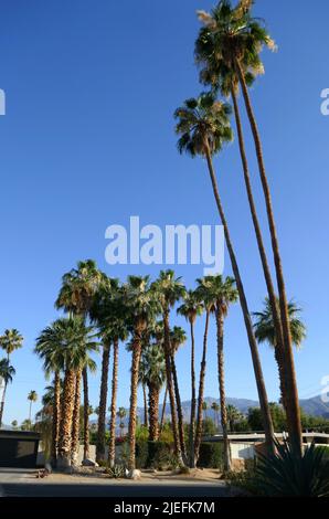 Palm Springs, California, USA 11.. Juni 2022 Ein allgemeiner Blick auf die Atmosphäre von Palmen am 11. Juni 2022 in Palm Springs, Kalifornien, USA. Foto von Barry King/Alamy Stockfoto Stockfoto