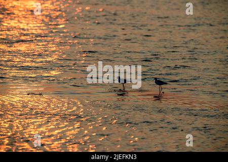 Schöne Aufnahmen von Feuchtgebieten Vögel in natürlichen Lebensraum stehen in Wasser See Teich grünes Gras hell sonnigen Tag Hintergrund Tapete indien tamilnadu Stockfoto