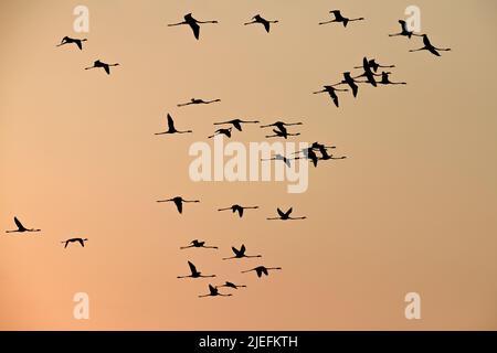 Leuchtendes Pink und kakophone, frivole Fußarbeit, Flamboyance von Flamingos, großer Flamingo aus nächster Nähe in seinem wilden Lebensraum Stockfoto