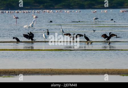 Schöne Aufnahmen von Feuchtgebieten Vögel in natürlichen Lebensraum stehen in Wasser See Teich grünes Gras hell sonnigen Tag Hintergrund Tapete indien tamilnadu Stockfoto