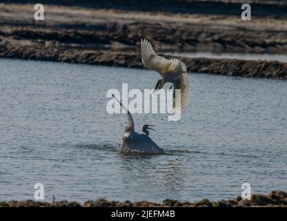 Große weiße Reiher fliegen und kämpfen, Eine wunderschön erhellende Aufnahme von Leben lebte weitgehend auf dem Flügel und Wasser!! Stockfoto