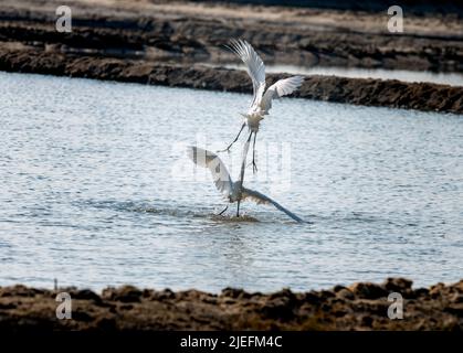 Große weiße Reiher fliegen und kämpfen, Eine wunderschön erhellende Aufnahme von Leben lebte weitgehend auf dem Flügel und Wasser!! Stockfoto