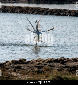 Große weiße Reiher fliegen und kämpfen, Eine wunderschön erhellende Aufnahme von Leben lebte weitgehend auf dem Flügel und Wasser!! Stockfoto