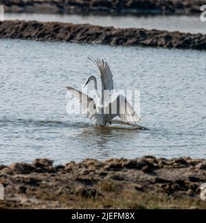 Große weiße Reiher fliegen und kämpfen, Eine wunderschön erhellende Aufnahme von Leben lebte weitgehend auf dem Flügel und Wasser!! Stockfoto