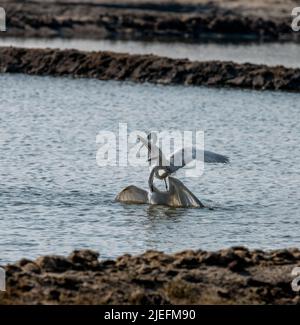 Große weiße Reiher fliegen und kämpfen, Eine wunderschön erhellende Aufnahme von Leben lebte weitgehend auf dem Flügel und Wasser!! Stockfoto