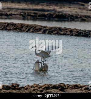 Große weiße Reiher fliegen und kämpfen, Eine wunderschön erhellende Aufnahme von Leben lebte weitgehend auf dem Flügel und Wasser!! Stockfoto