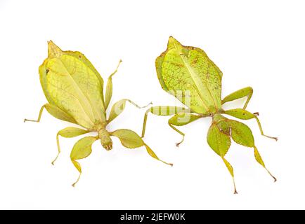 Stecken Sie Insekt vor weißem Hintergrund Stockfoto