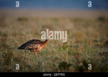 Schwarzbauchbustard (Lissotis melanogaster) auch Schwarzbauchkorhaan, afrikanischer bodenbewohnter Vogel in der Trappenfamilie, der in der Savanne unterwegs ist Stockfoto