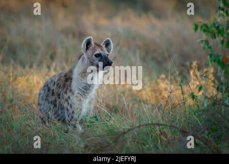 Spotted Hyena - Crocuta crocuta nach dem Essen zu Fuß im Park. Schöner Sonnenuntergang oder Sonnenaufgang in Masai Mara in Kenia, junger Fresser in der Savanne, s Stockfoto