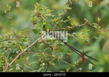 Schwarzschwanz-Zugträger - Lesbia victoriae Kolibri in den Tropilidae, in den Höhenlagen in Kolumbien, Ecuador und Peru, sind Lebensräume subtropisch oder t Stockfoto