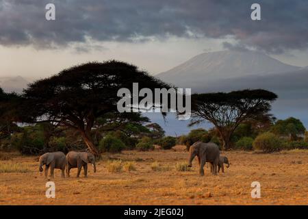 African Bush Elephant - Loxodonta africana Elefantenherde in der Savanne des Amboseli Parks unter Kilimanjaro am Morgen, Fütterung auf dem Gras von sa Stockfoto