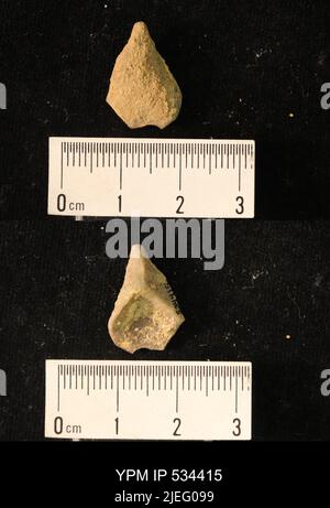 Crinoidea. Stockfoto