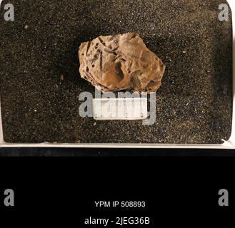 Cyrtolites ornatus Conrad, 1838. Stockfoto