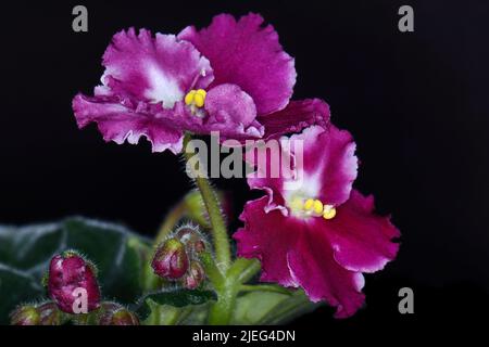 Violette Saintpaulias Blumen allgemein als afrikanische Veilchen bekannt Parma Veilchen schließen isoliert farbigen Bokeh Hintergrund. Stockfoto