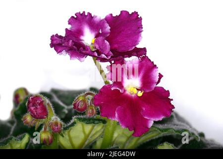 Violette Saintpaulias Blumen allgemein als afrikanische Veilchen bekannt Parma Veilchen schließen isoliert farbigen Bokeh Hintergrund. Stockfoto