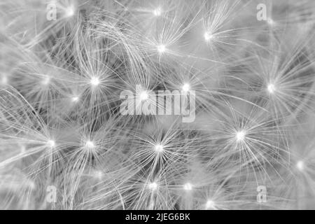 Makro-Sandelionensäurkopf isoliert auf Schwarz. Schwarz und weiß von Puffball. Geometrisches Design in der Natur. Weißer Löchenkerz - Taraxacum-Arten - Stockfoto