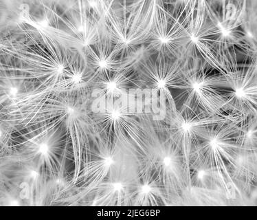 Makro-Sandelionensäurkopf isoliert auf Schwarz. Schwarz und weiß von Puffball. Geometrisches Design in der Natur. Weißer Löchenkerz - Taraxacum-Arten - Stockfoto