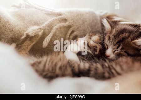 Kleine niedliche Kätzchen schlafen in einer Umarmung, die mit einer Decke bedeckt ist. Lichteffekt. Süße Katzen umarmen sich gegenseitig. Ich liebe und schütze Haustiere. Tierschutz und Tierpflege. Hochwertige Fotos Stockfoto