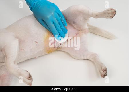 Der Tierarzt behandelt die Naht des Hundes nach einer chirurgischen Operation. Stockfoto