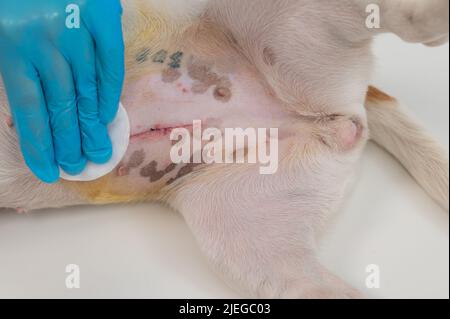 Der Tierarzt behandelt die Naht des Hundes nach einer chirurgischen Operation. Stockfoto