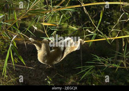 Ein wilder Javan Slow Loris (Nycticebus javanicus), ein nachtaktiver Primat, wird bei Tageslicht in einer kontrollierten Umgebung an seinem natürlichen Lebensraum in Sumedang, West-Java, Indonesien, fotografiert. Die Art ist durch den Handel mit Wildtieren und den Verlust von Lebensräumen bedroht. Die Internationale Union zur Erhaltung der Natur (IUCN) listet Javan-Langsamloris als vom Aussterben bedrohte Arten – nur einen Schritt vom Aussterben entfernt – in ihrer Roten Liste der bedrohten Arten auf. Stockfoto